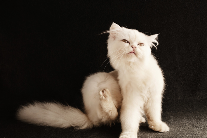 Qual o melhor antipulgas para gatos?