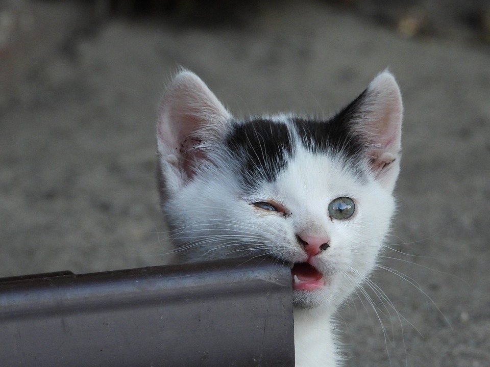 mordida de gato é perigoso