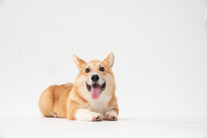 nome de cachorro de rico