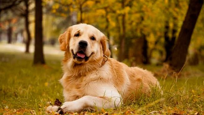 Osteossarcoma em cães