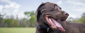 quantos anos vive um cachorro