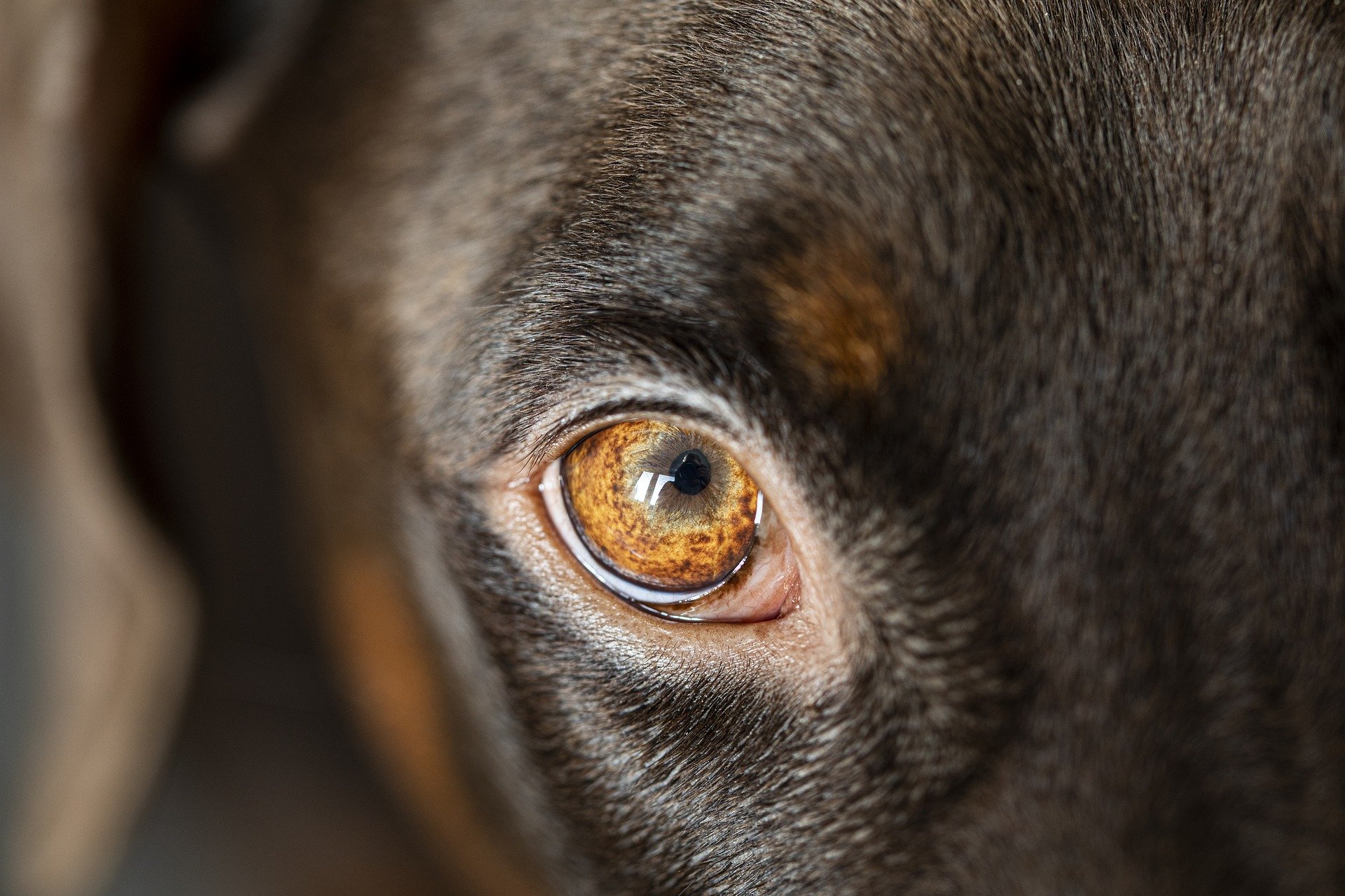 verruga no olho do cachorro