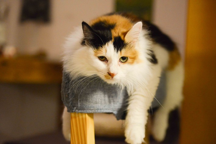 abscesso em gatos