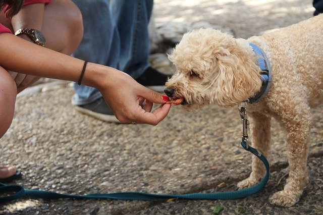 cachorro pode comer amora