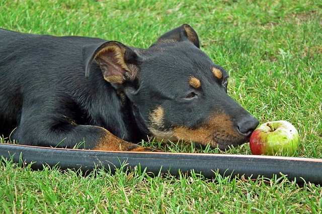 cachorro pode comer maça