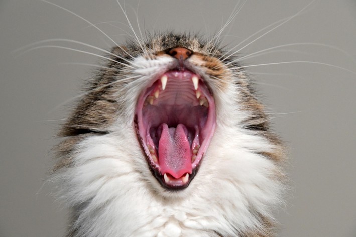 gato com mau hálito