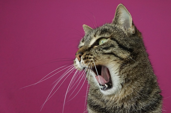 gato com raiva