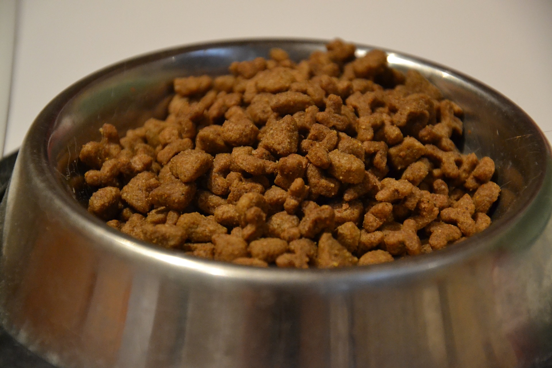 Mídia Kit | Ração Pepil: Nutrição Completa para Cães de Todas as Idades