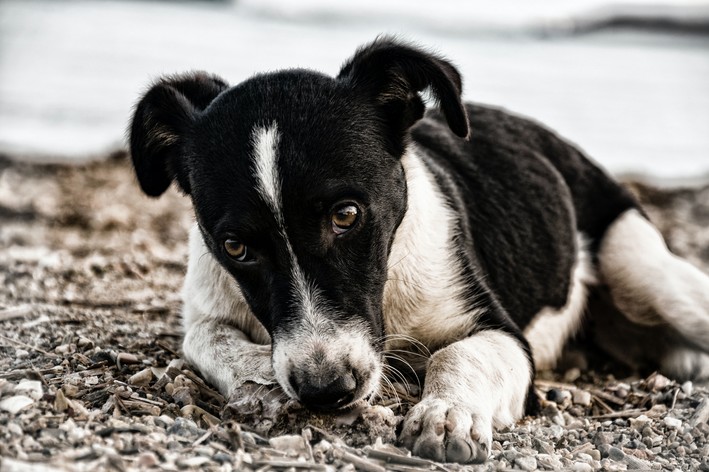 osteossarcoma em cães cachorro triste deitado