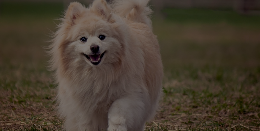 raça de cachorro pequena