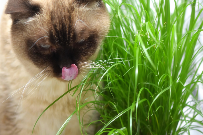 milho de pipoca para gatos