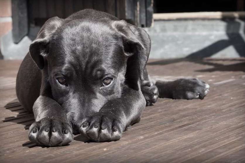 babesiose canina