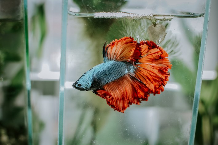 como cuidar do peixe betta em um aquário pequeno