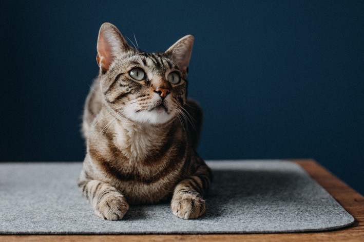 como tirar cheiro de xixi de gato capa, gato deitado olhando para cima