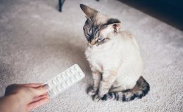 Pode dar dipirona para gato? Descubra!