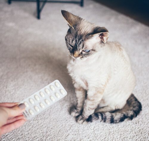 Pode dar dipirona para gato? Descubra!