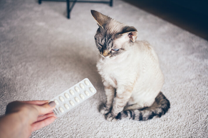Pode dar dipirona para gato? Descubra!