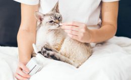 Quiz: Mito ou verdade sobre doenças renais em gatos