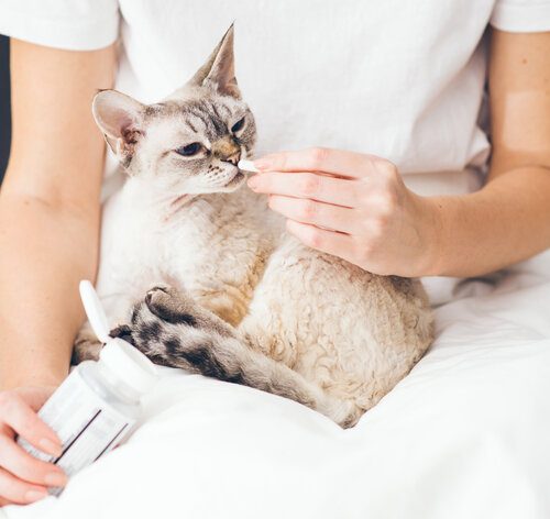 Quiz: Mito ou verdade sobre doenças renais em gatos