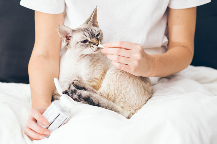 Quiz: Mito ou verdade sobre doenças renais em gatos