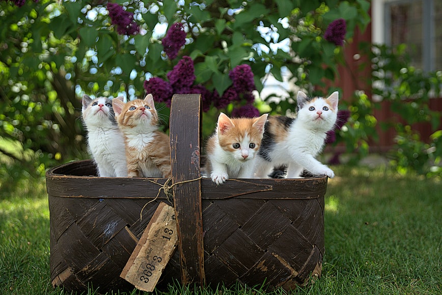 quanto tempo dura o cio do gato