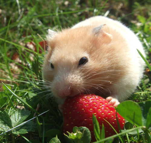 Hamster pode comer morango? Descubra!
