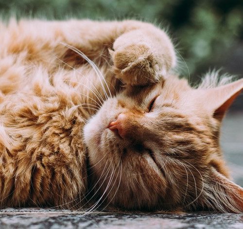 gato de pelo longo deitado