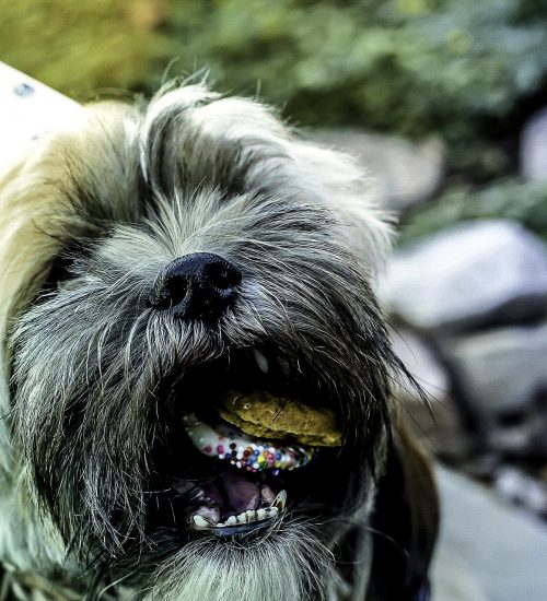 bolo de aniversário para cachorro