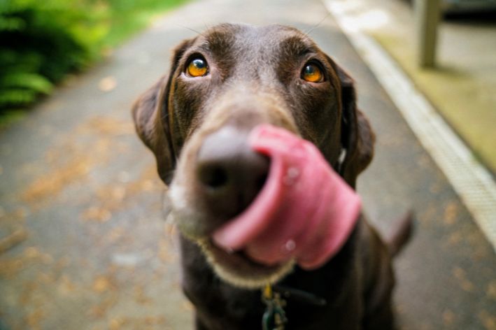 Cinomose canina: entenda os riscos e como prevenir essa doença grave em cães