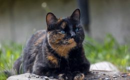 TESTE | QUIZ: O que você sabe sobre a saúde do seu pet? 1