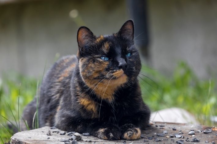 TESTE | QUIZ: O que você sabe sobre a saúde do seu pet? 1