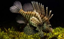 nomes de peixe peixe leão