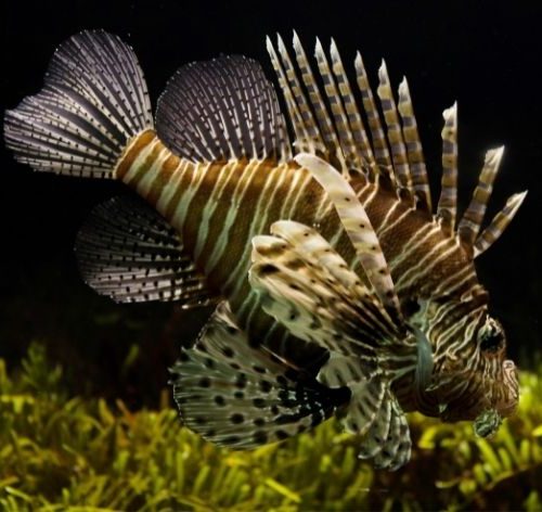 nomes de peixe peixe leão