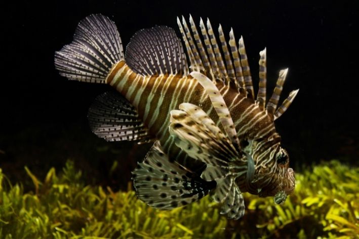 nomes de peixe peixe leão