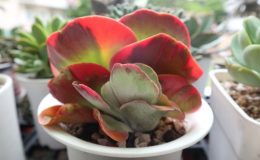 Suculentas orelha de elefante: exótica Kalanchoe tetraphylla 2