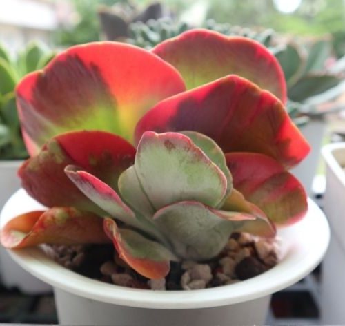 Suculentas orelha de elefante: exótica Kalanchoe tetraphylla 2