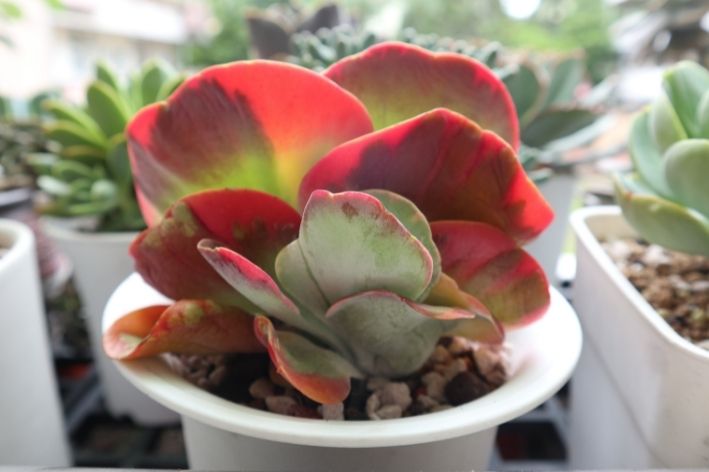 Suculentas orelha de elefante: exótica Kalanchoe tetraphylla 2