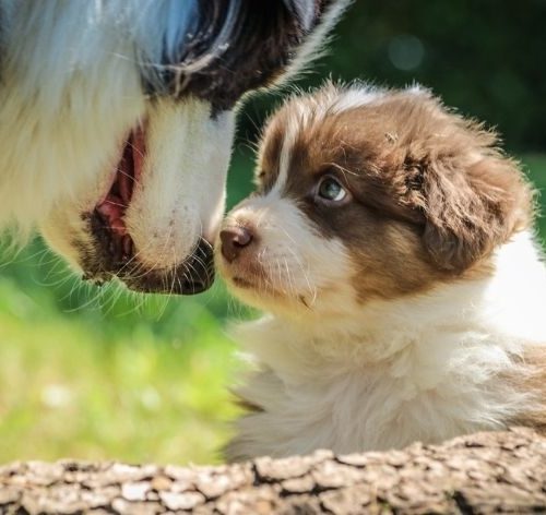 filhote não vacinado pode ter contato com outro cachorro que está na casa