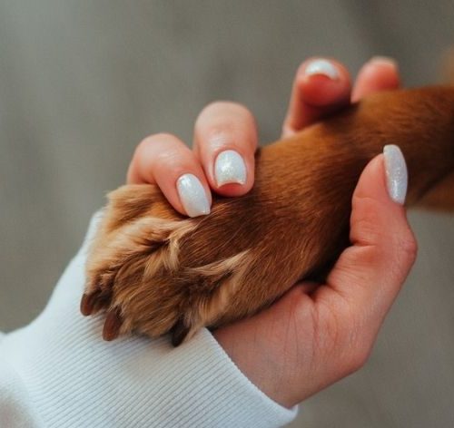 luto pet por um bichinho de estimação