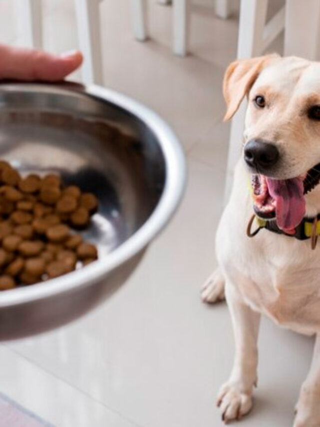 Ração para cachorro