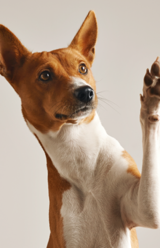 Principais vacinas para cachorro: você sabe quais são? 2
