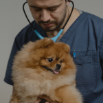 Dr Pet Anjo