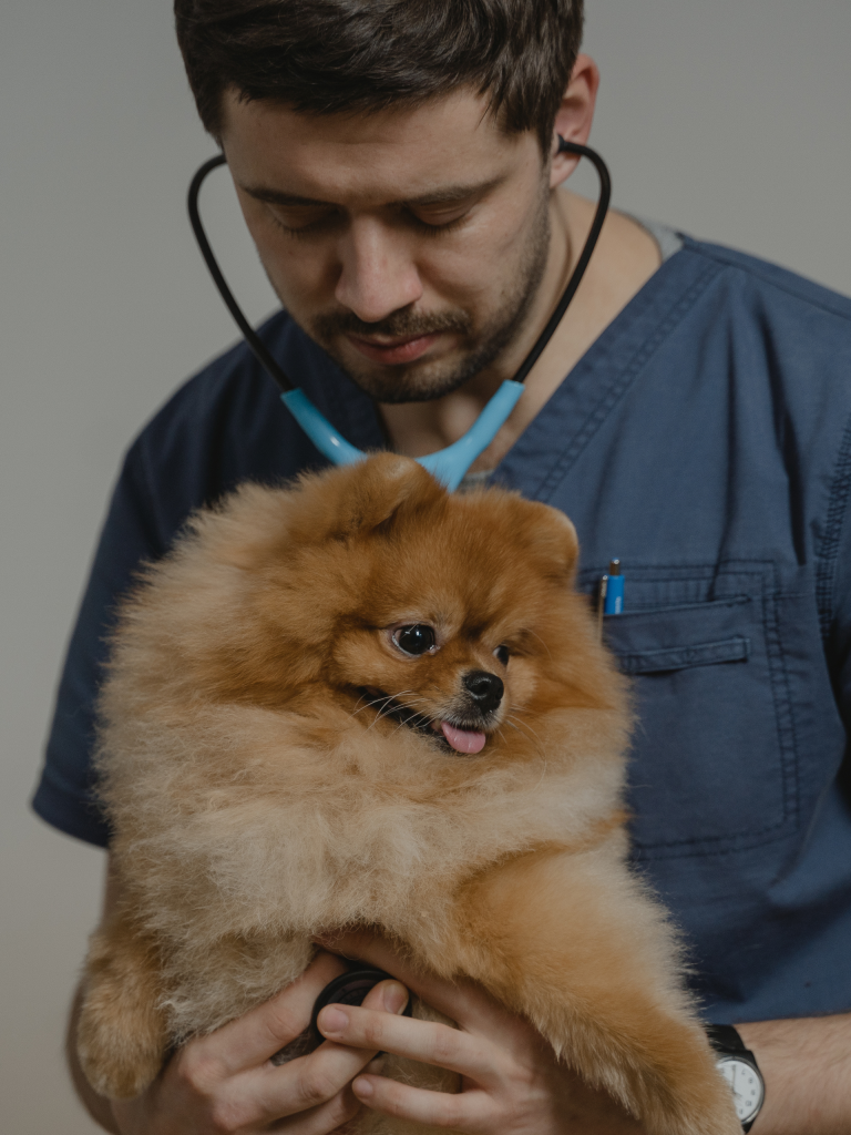 Dr Pet Anjo
