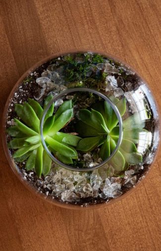 Guia de Plantas 8 1
