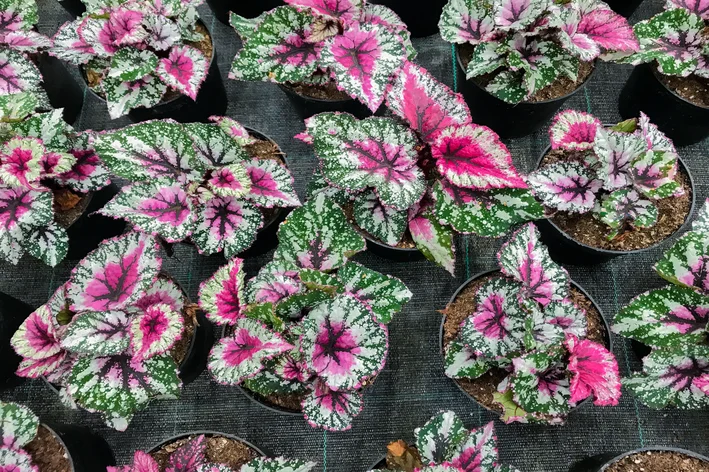 Begônia Rex: como plantar, cuidar e manter essa folhagem? 1