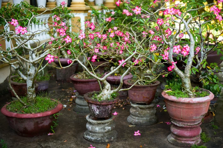 Adenium: como plantar e cuidar da rosa-do-deserto em casa 1