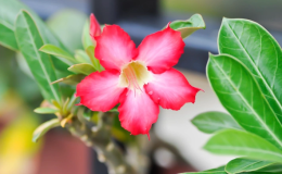 Adenium: como plantar e cuidar da rosa-do-deserto em casa