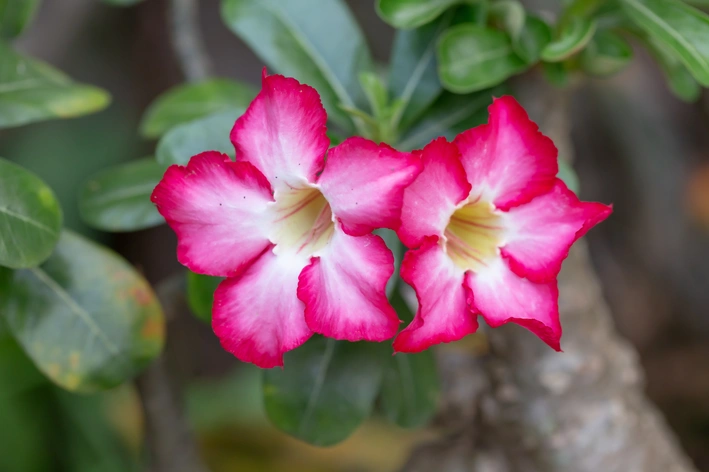 Adenium: como plantar e cuidar da rosa-do-deserto em casa 2