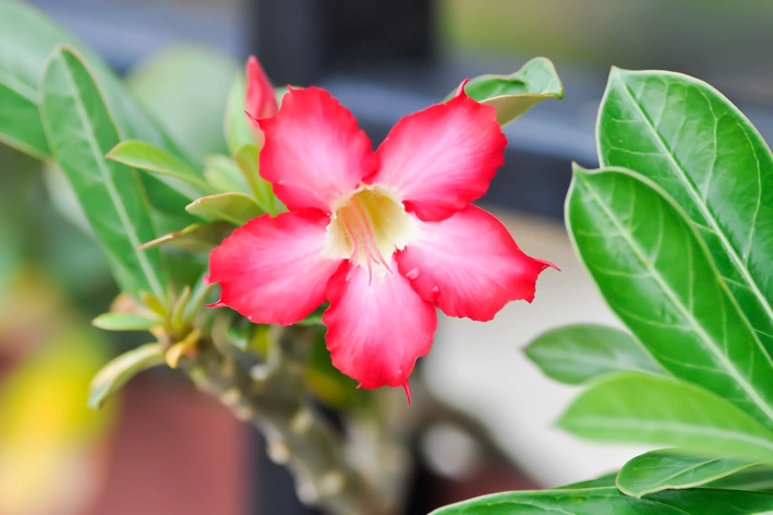 Adenium: como plantar e cuidar da rosa-do-deserto em casa