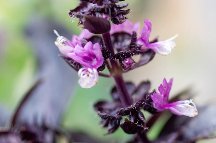 Manjericão Roxo: como plantar, cuidar e usar na culinária?